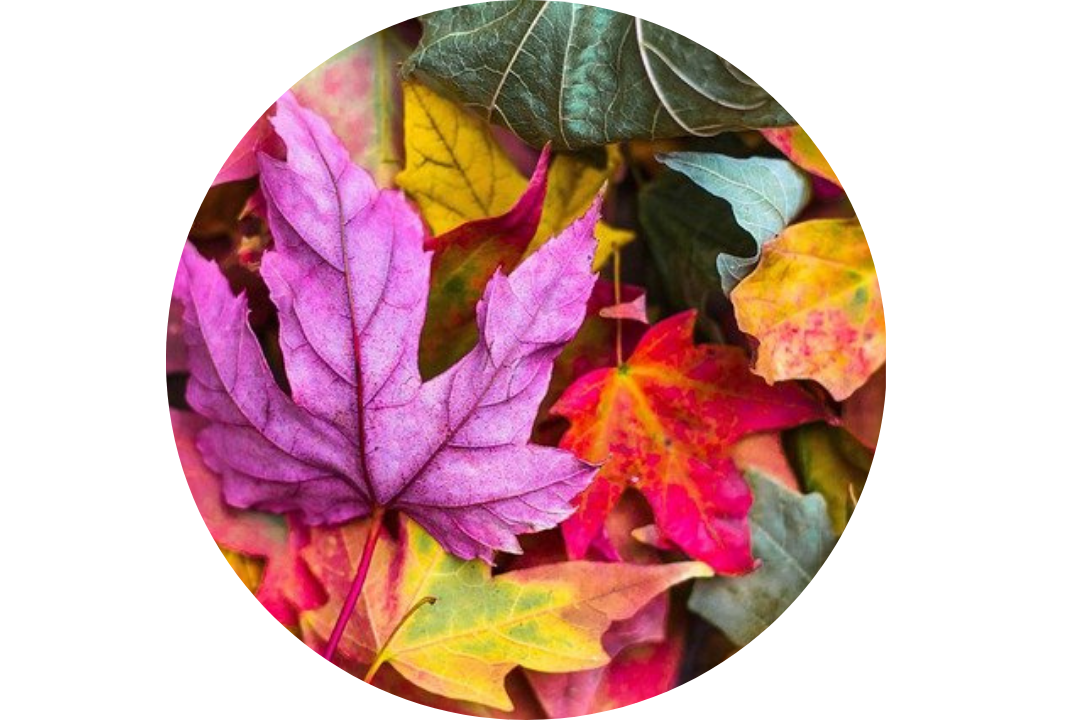Automne
